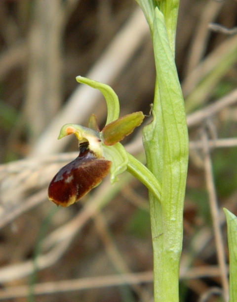 Oprhys sphegodes bassa val di Magra